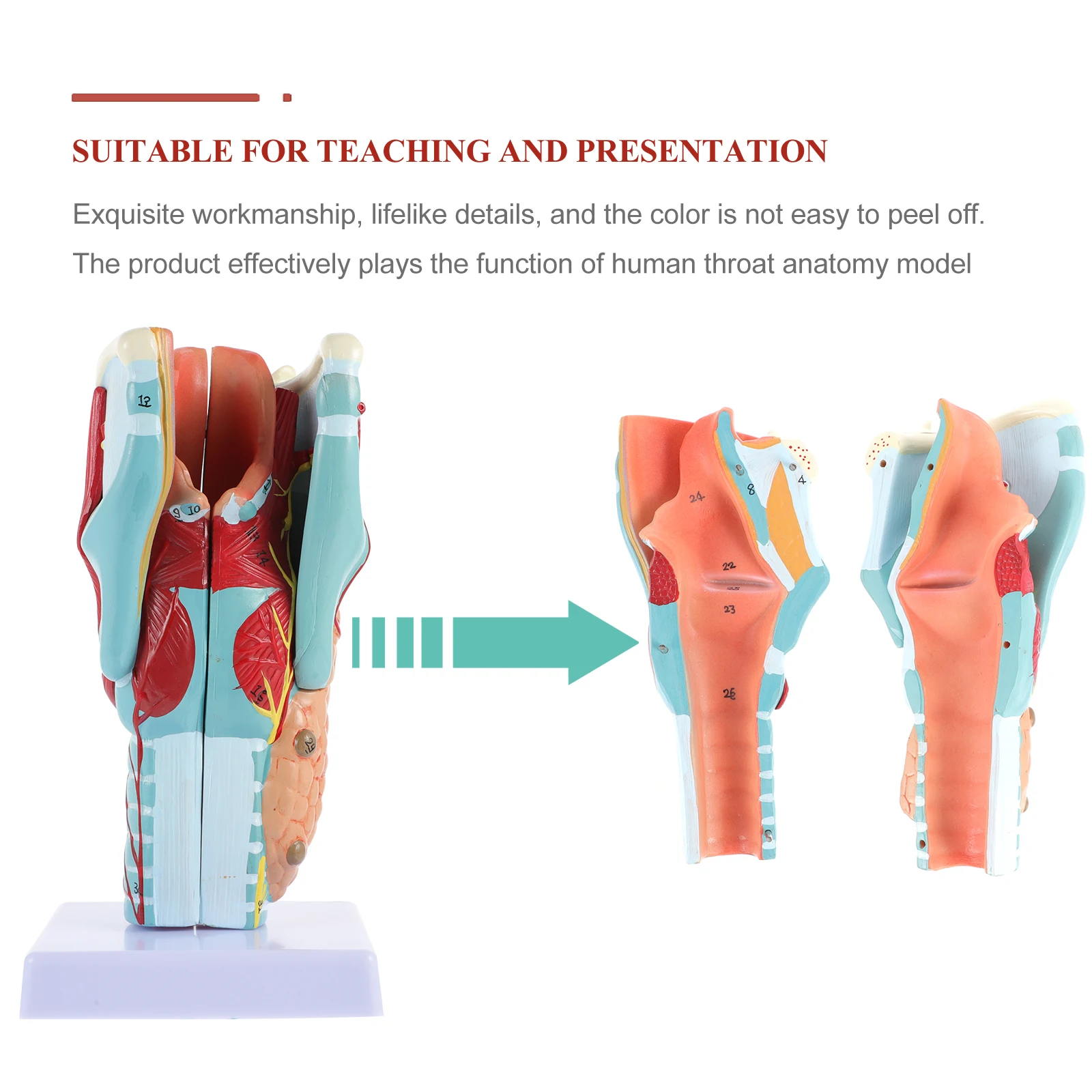 Human Anatomical Model Human Laryngeal Enlargement Model Respiratory Pronunciation Organs Laryngeal Vascular Display