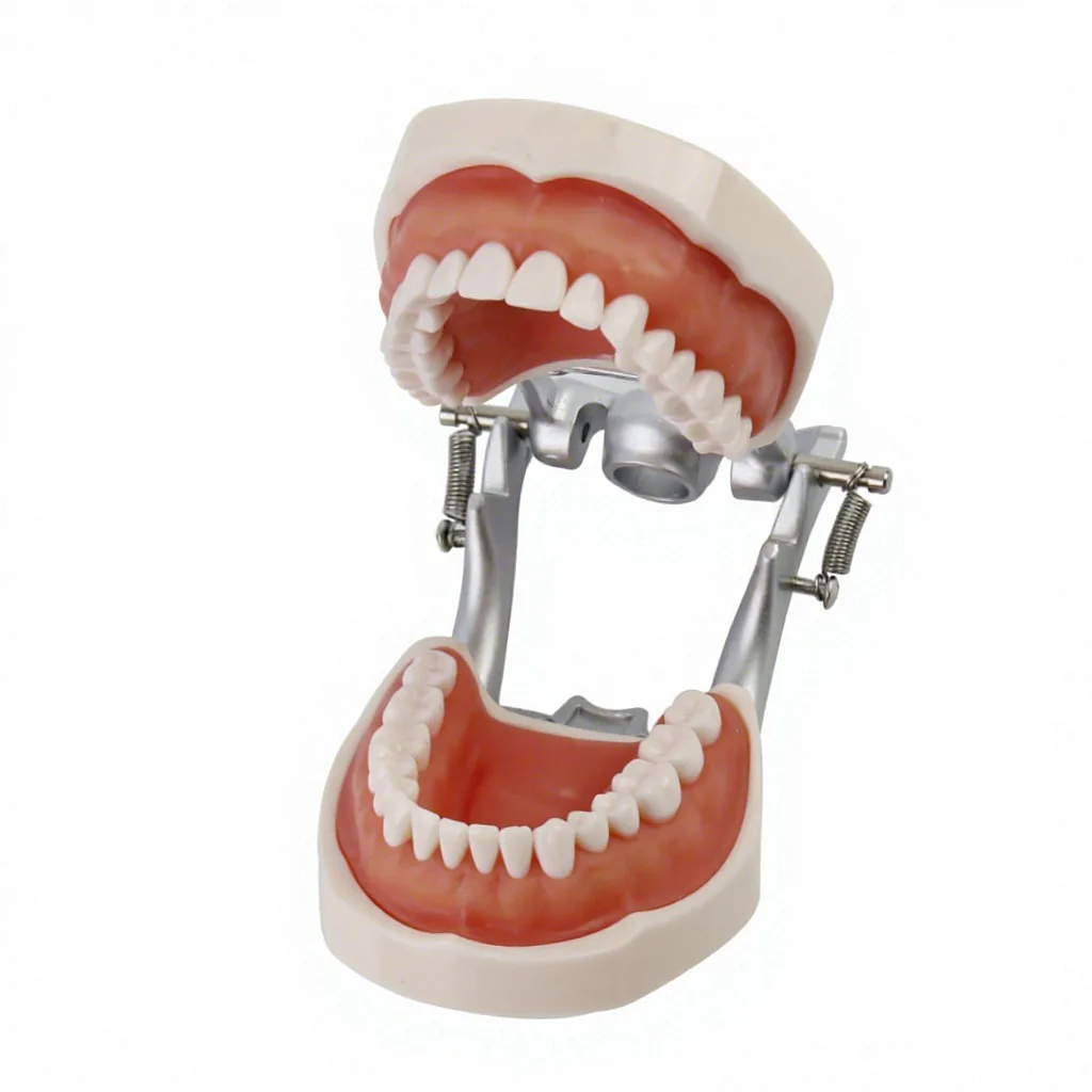 Popular mobile periodontal disease model/Dentals 28 pcs Dentals medical education model