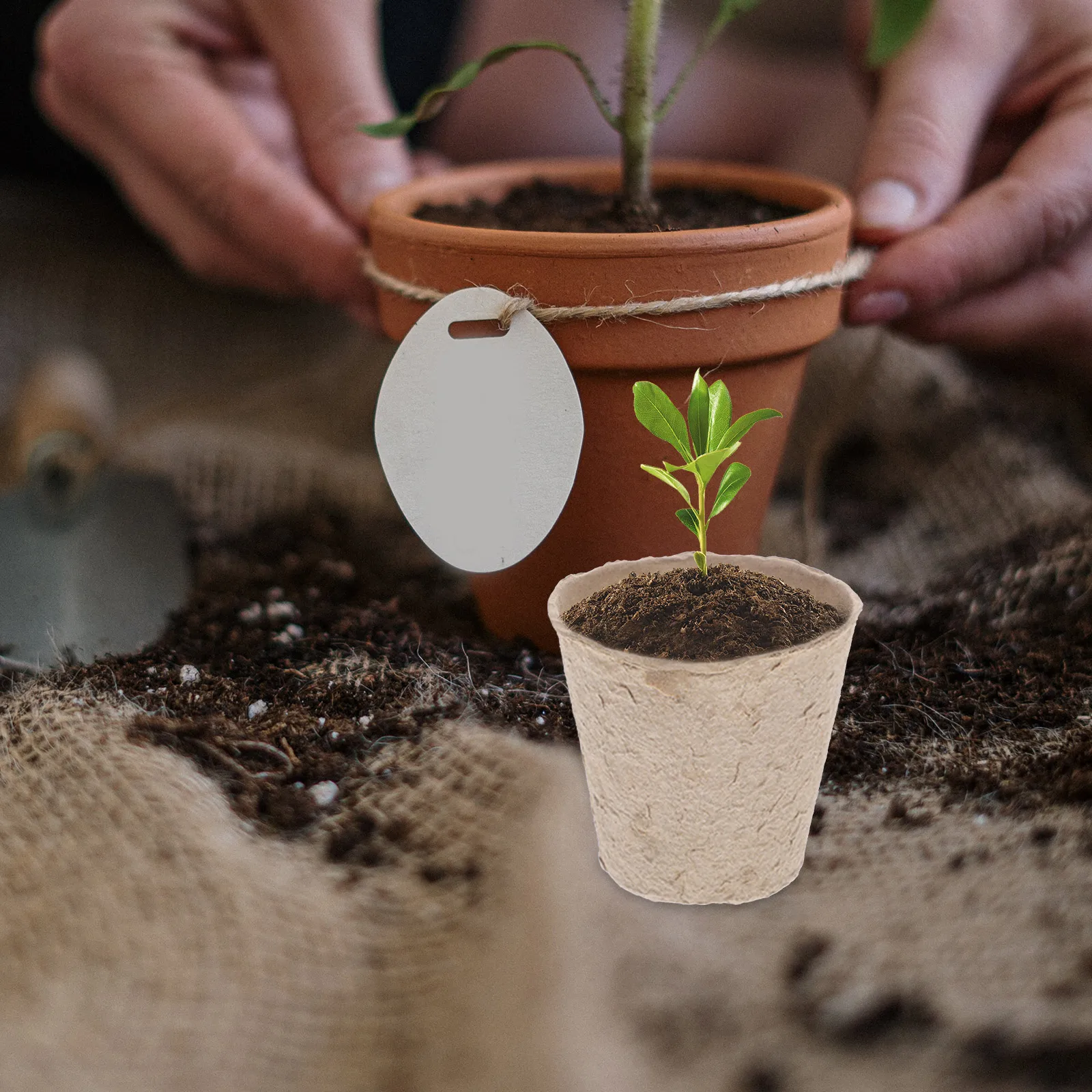 

100 шт. поднос для детской чашки 8 см, разлагаемый диск из целлюлозы, садовый горшок, биоразлагаемый экологически чистый контейнер для посадки