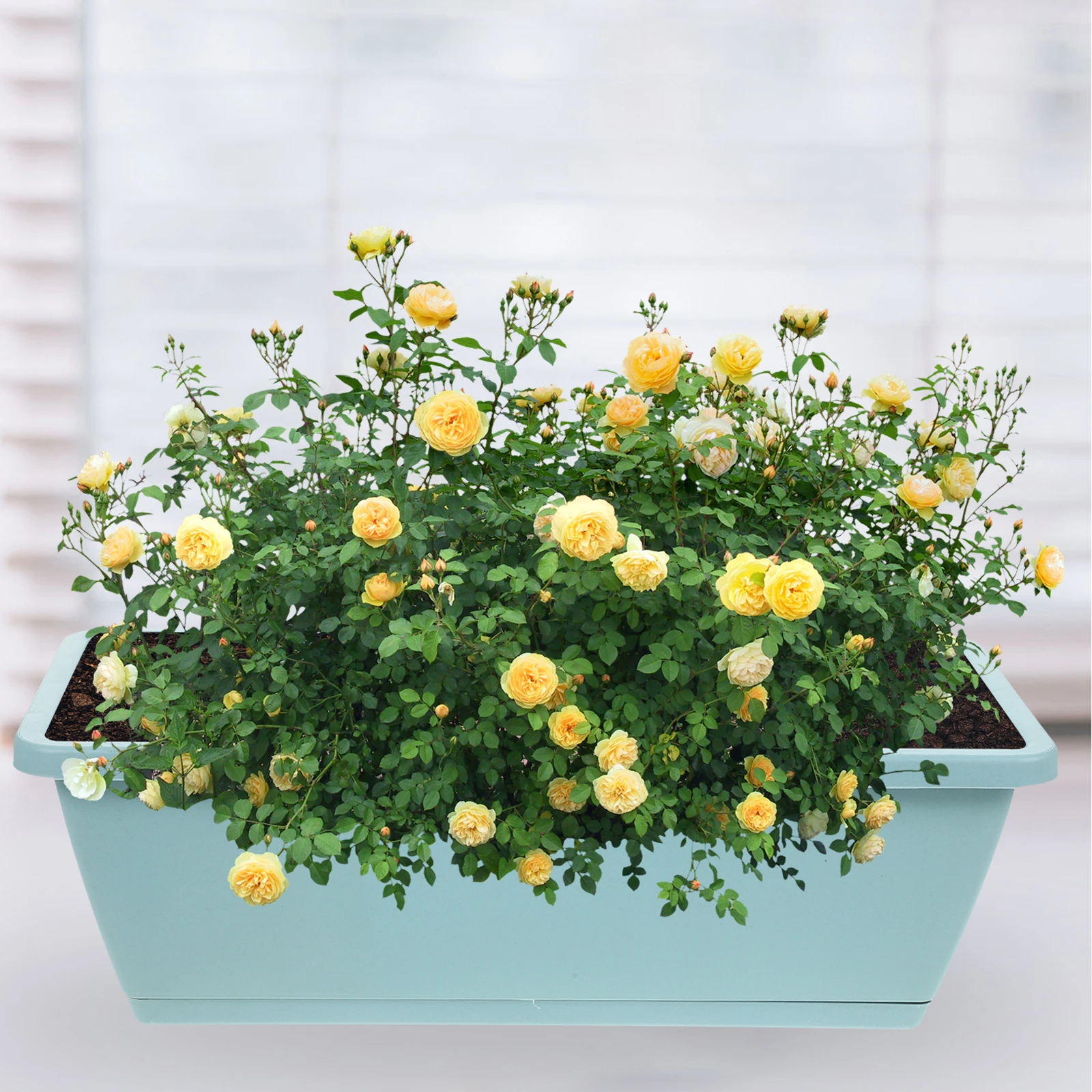 

4 set Large Resin Vegetable Planting Pot with Saucer Breathable Flower Planter for Succulents Cacti Durable Grow for Outdoor
