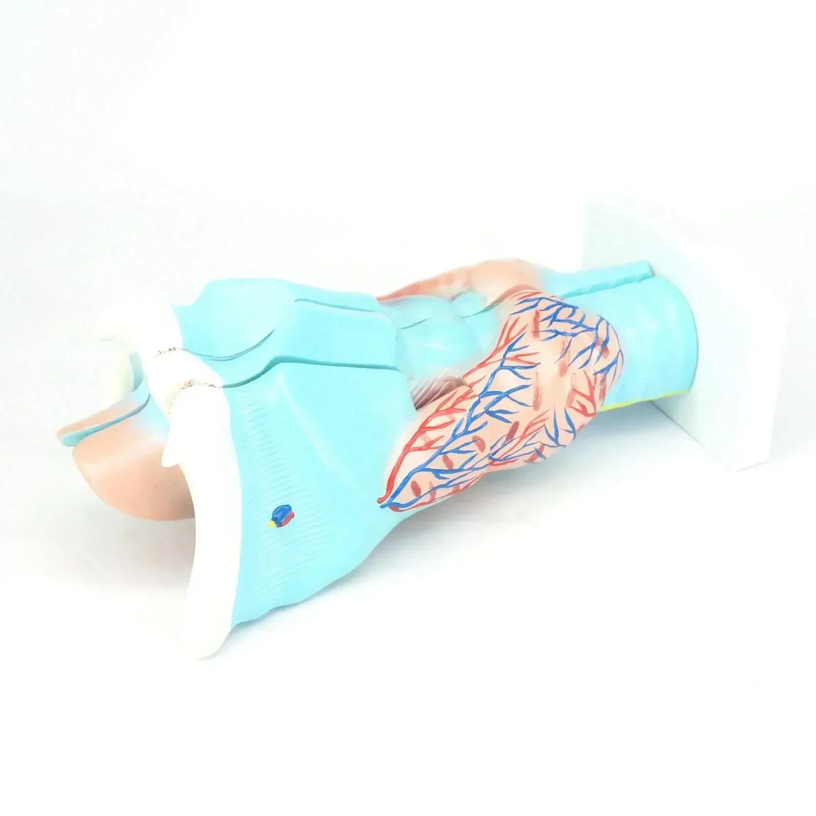 

Анатомическая медицинская модель человеческого горла из ПВХ, 3-кратный увеличенный размер