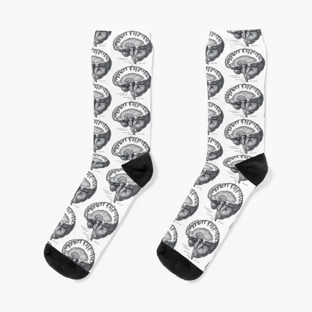 

Brain Anatomy Socks cartoon loose cool Male Socks Women's