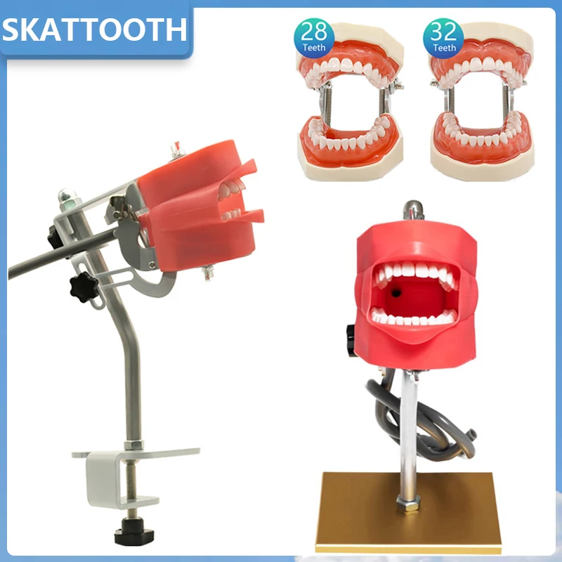 

Dental Simple Model No Head Dental Teaching Model with Teeth Typodont Standard 28/32 Teeth Model for Dentist Students Training