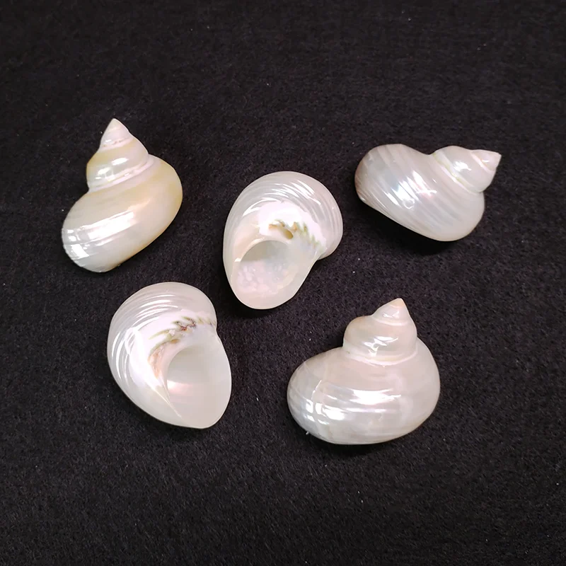 5PCS Green Turbo with Two Pearl Bands, Real Hermit Crab Sea Shells Jade Green Banded Turbo Shell Hermit Crab House for Décor