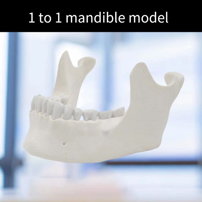 1:1 نموذج الفك السفلي لتظليل الكبار نموذج عظمة الفك السفلي 16 نموذج طبي للأسنان لوازم نموذج التدريس