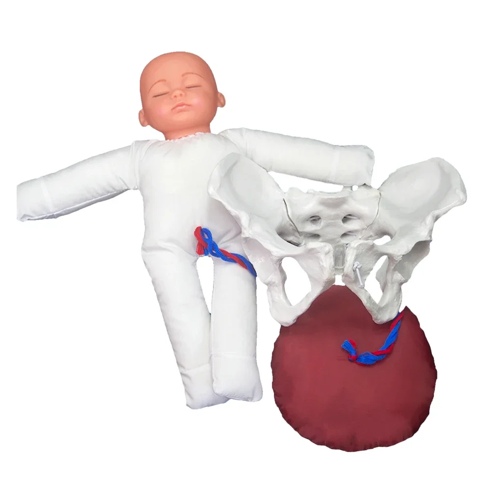 

1:1 Life Size Human Female Childbirth Pelvis Demonstration Fetus Umbilical Cord Placenta Model Teaching Anatomy Model