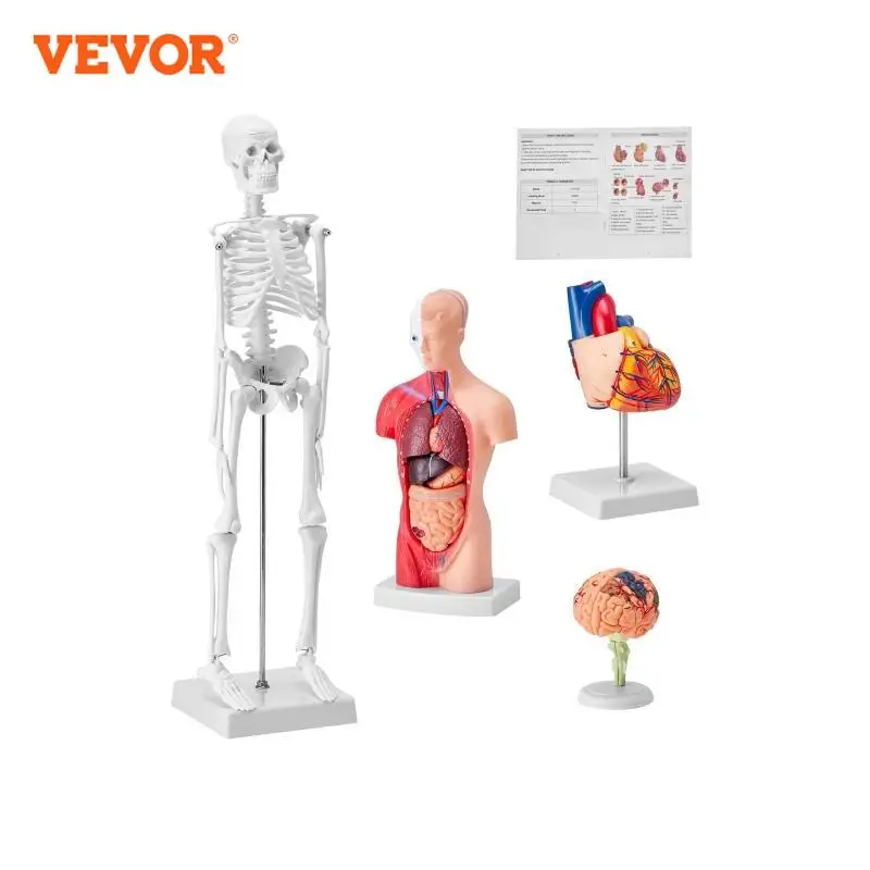 VEVOR Human Anatomy Models Bundle Set Brain Human Torso Body Heart Skeleton Model Set of 4 Hands-on 3D Model Teaching Models