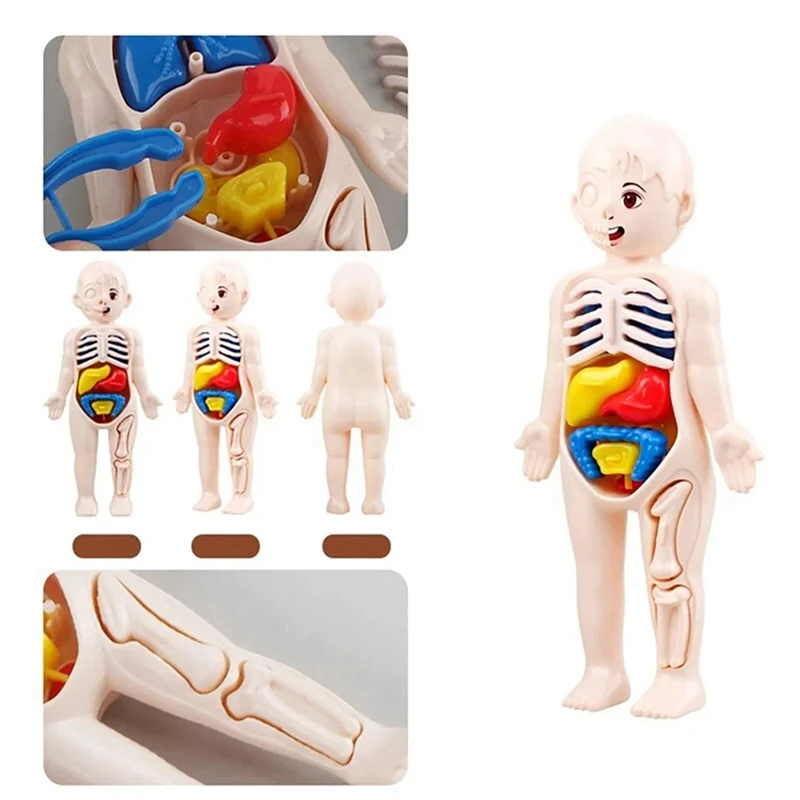 Kinderen Wetenschap Onderwijs Menselijk Lichaam Orgel Anatomie Model DIY Gemonteerd Speelgoed Leermiddelen