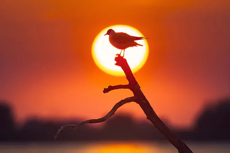 JX Servo PDI-HV2305HB 7,5KG 9g Mini Servo Digital - IP67 à prova d'água, 0,11s/60 °   para robô RC, helicóptero e carro