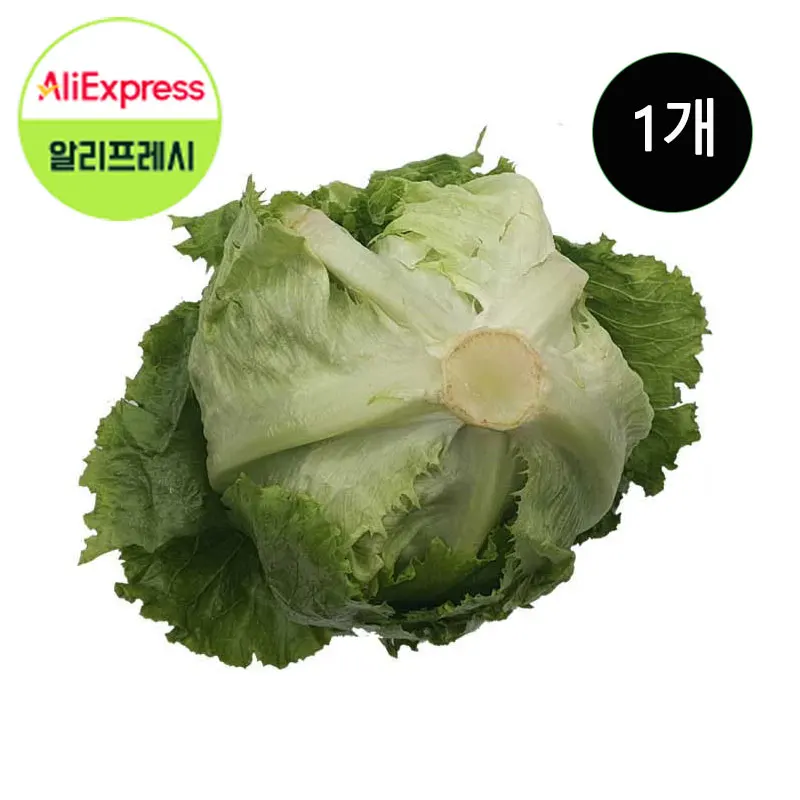 قصة الخضار الخس الطازج 1 حاوية أعلى جودة #1