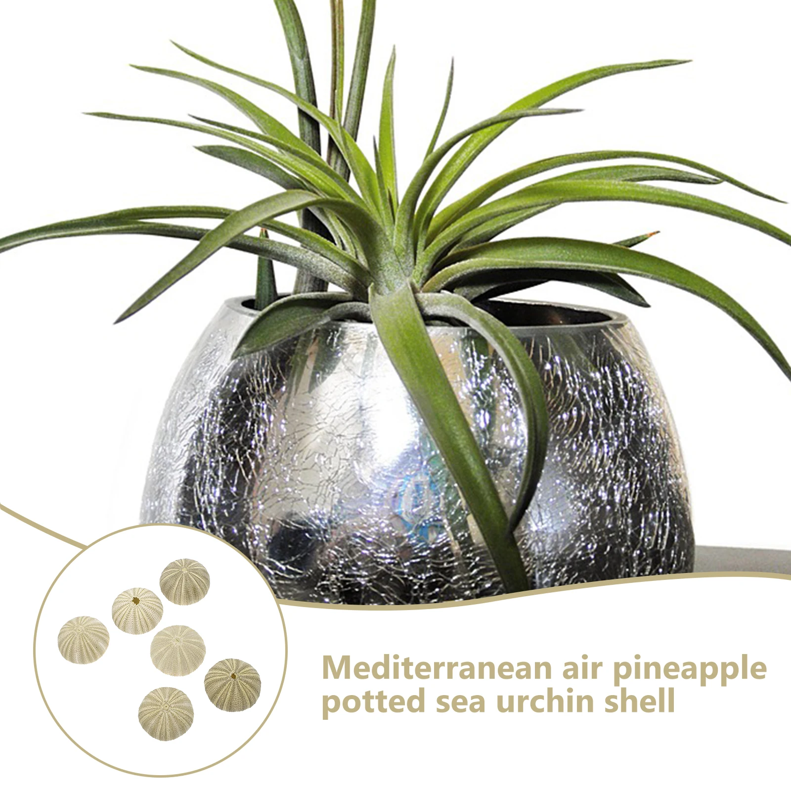 

Sea Shell Decor Fish Tank Ornament Accessories Air Plant Holders Creative Urchin Flowerpots