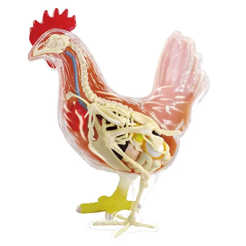 

4DMaster3D Висцеральная анатомическая модель курицы может быть разобранная и собранная с обучающими игрушками
