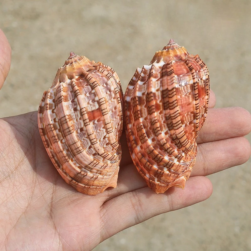 New 6-6.5 Cm Star Fruit Snail Natural Shell Collection Specimen Ornament Fish Tank Landscaping Decoration