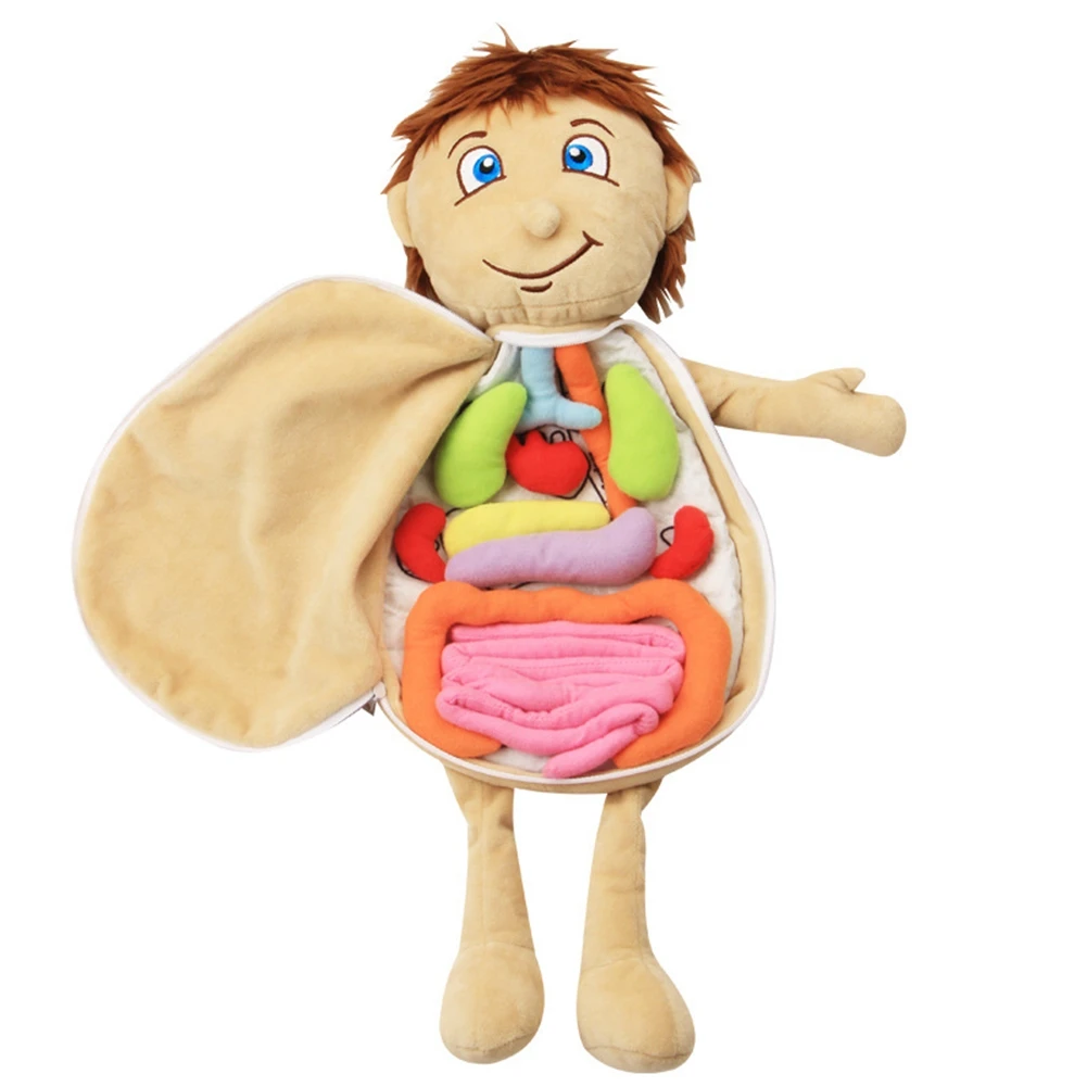 Kids Assembled Plush Body Organs Toy Human Body Anatomy Plush Doll Science Teaching Aids Tool Educational Toys