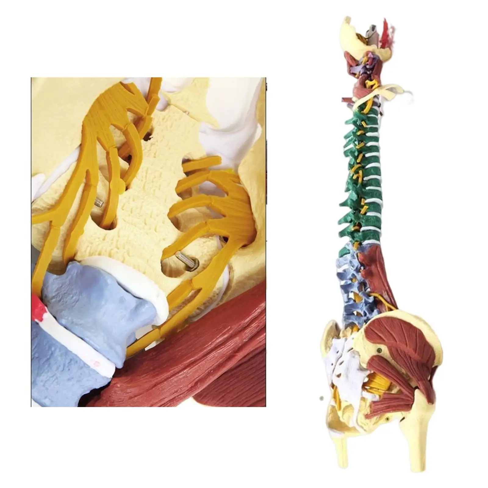 85cm Human Spine Model Science Classroom Study for Study Display