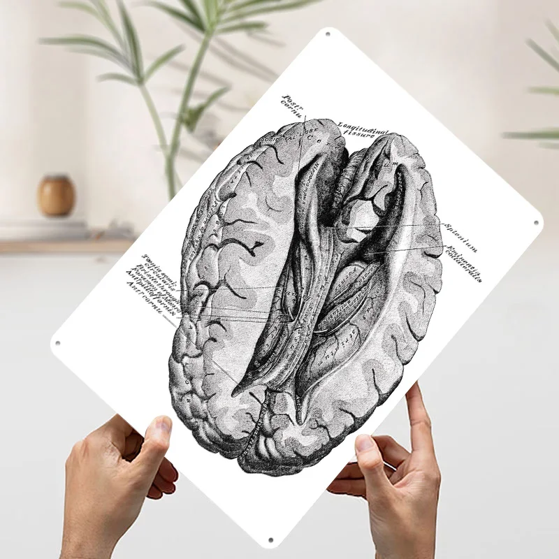تشريح الدماغ البشري التوضيح المعادن المشارك تين علامات جدار الفن خمر الديكور غرفة علامة معدنية مخصصة للديكور المنزل
