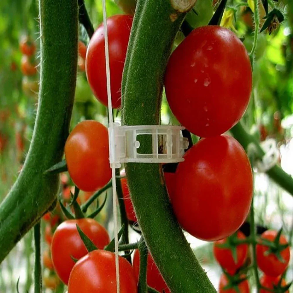 Clips de soporte de plástico para plantas, herramienta de fijación de injerto, protección de vid, reutilizable, para vegetales, tomate, suministros