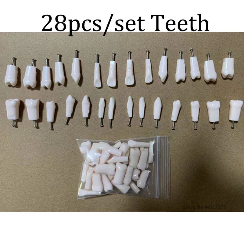치과 연습 예비 수지 치아 모델, 인체 의학 교육용, 28 개/세트
