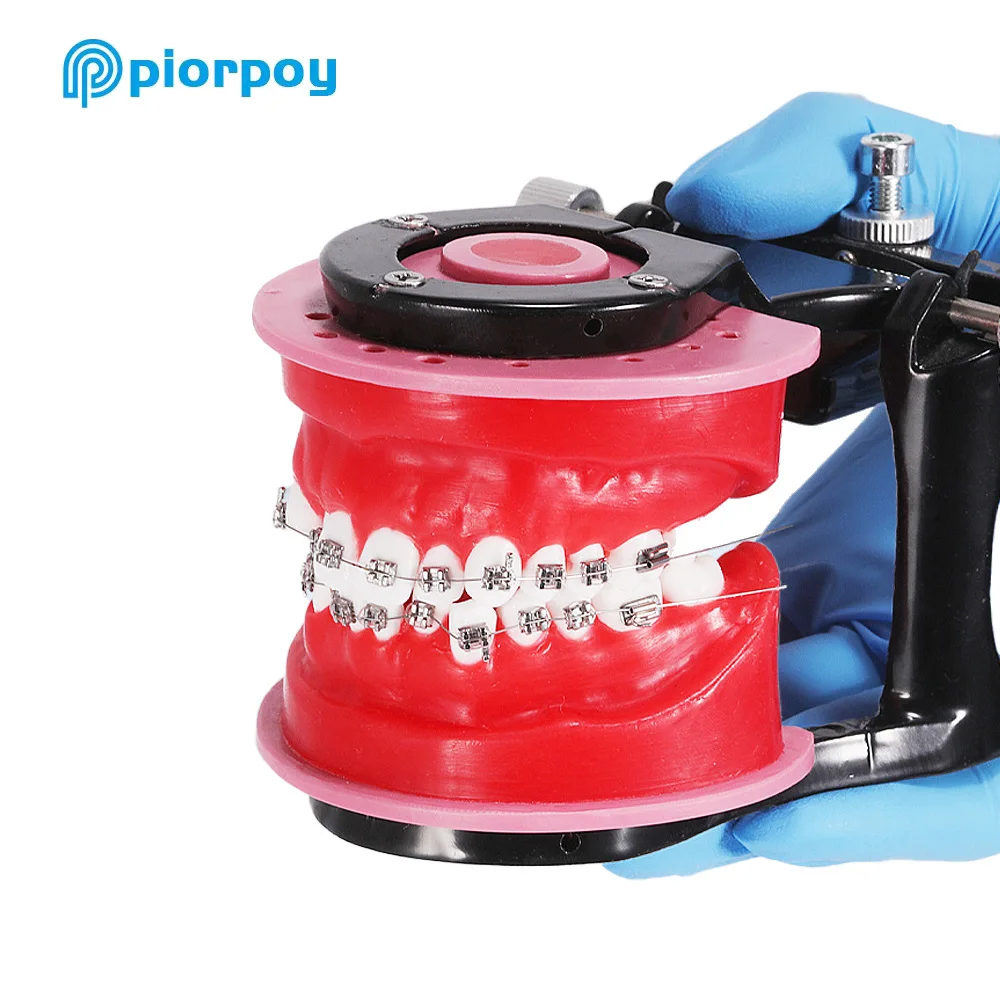 PIORPOY Dental Orthodontic Treatment Model Gingival Wax Bending Oral Model Teeth Typodont Demonstration Tools Dentist Practice