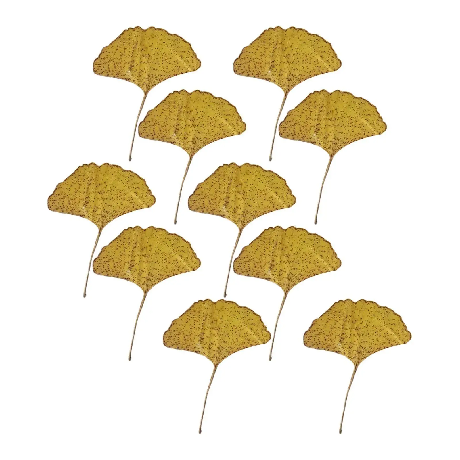 Dried Natural Ginkgo Leaves Life Size Pressed Leaf Resin Art Materials for Photo Album Scrapbooking and Soap DIY