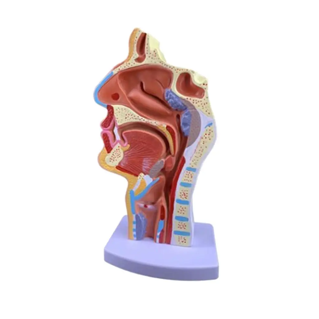 Human Anatomical Nasal Cavity Throat Anatomy Medical Model 4.7×4.7×9.5 inches