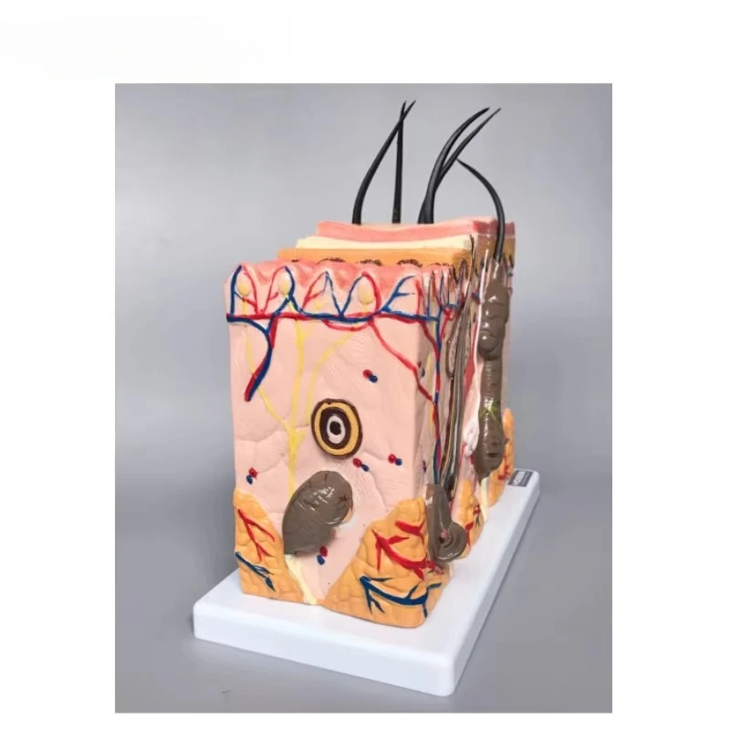 70 Times Magnified Skin Structure Anatomical Model, Tissue Teaching Demonstration Model