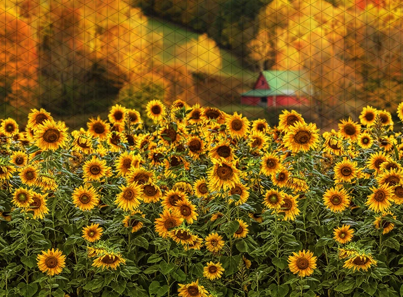 

Johnson Country Fall Sunflowers field backdrops High quality computer print wedding Photography Studio Backgrounds