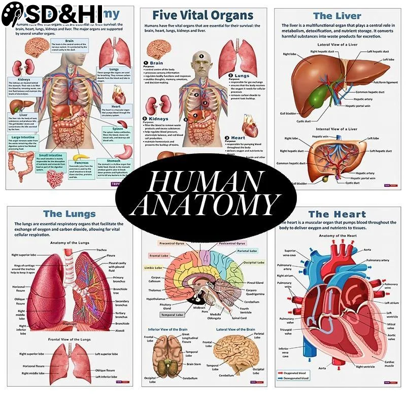 16Pcs Human Anatomy Poster Human Organs Brain Liver Heart Anatomy Poster Medical Classroom Office Room Home Aesthetic Decoration