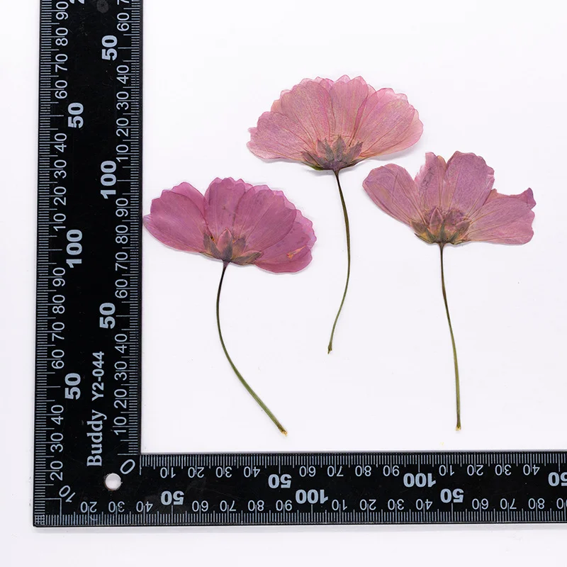 48Pcs Natural Plant Gerbera Flowers with Stems, Dyed Pressed Flowers, Dried Flowers with Stems, Real Flowers for DIY Activities, Bookmark Materials, Plant Specimens, Photo Frames