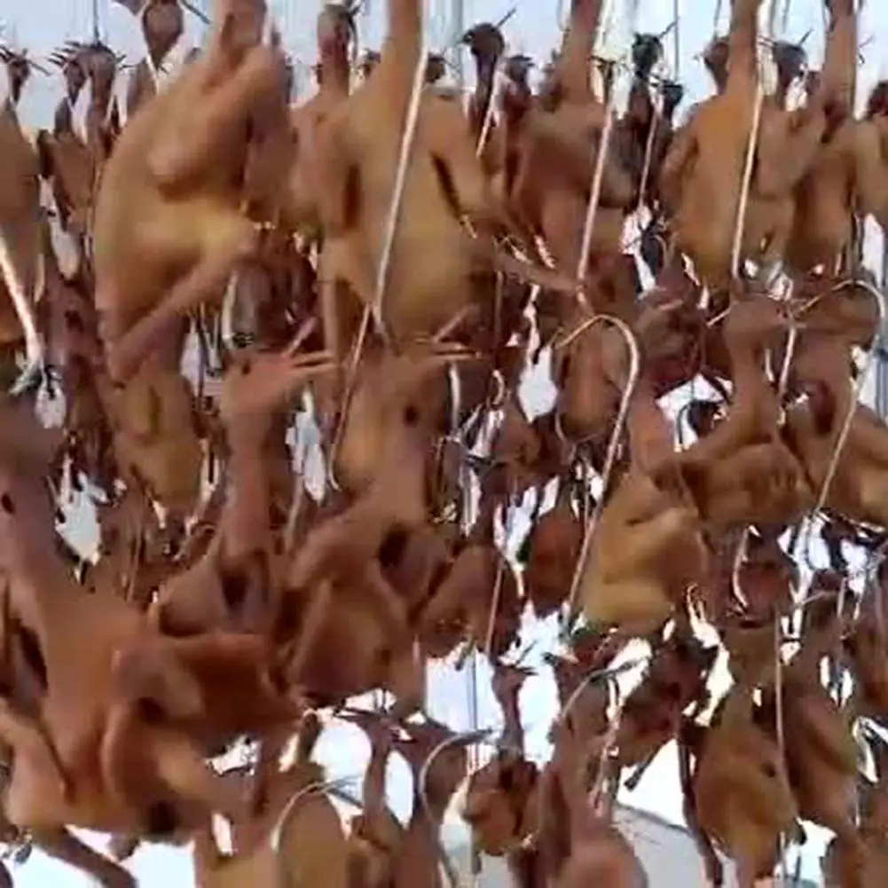 10Pcs/Set Stainless Steel S Hooks With Sharp Tip Utensil Meat Clothes Hanger Hanging Hooks For Butcher Shop Kitchen Baking Tools