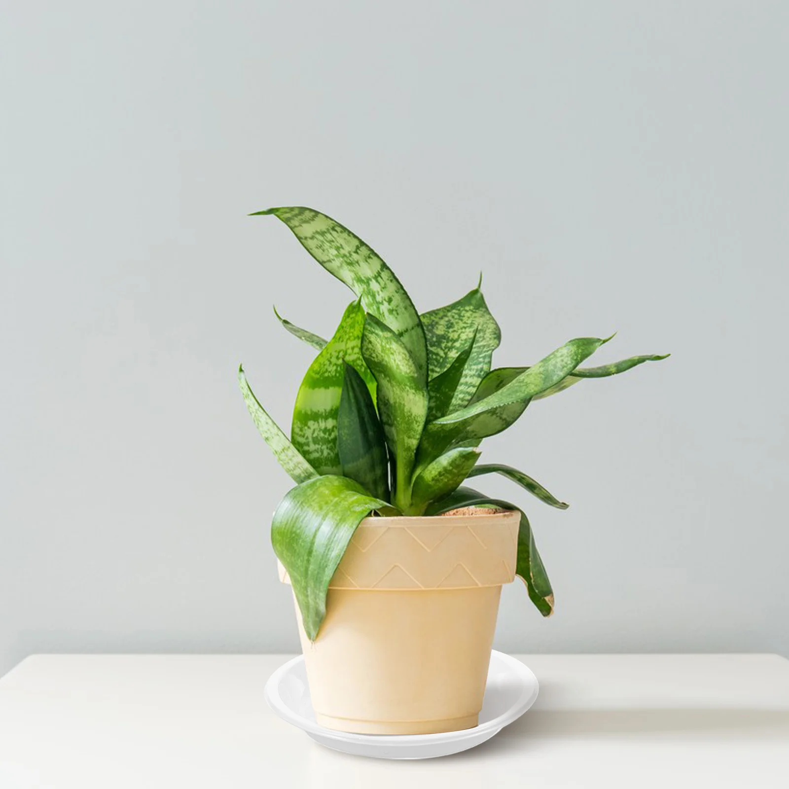 

10Pcs Durable Plastic Plant Saucers Water Container Trays for Indoor Outdoor Gardening Plastic Water Container