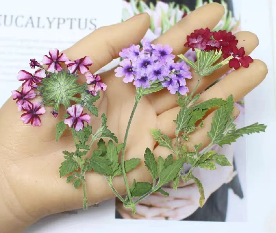 

60pcs Pressed Dried Glandularia Hybrida Stem Flower Herbarium Resin Epoxy Jewelry Card Bookmark Frame Phone Case Makeup Lamp