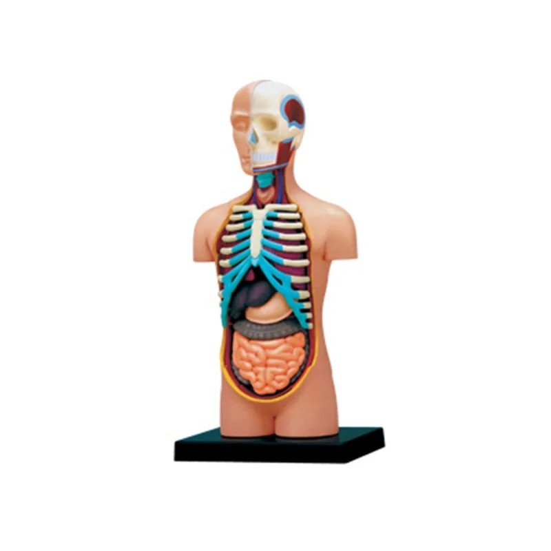 4d Human Body Torso Organ Anatomical Model Selection Educational Master Puzzle Assembling Toy Medical Supplier Teaching