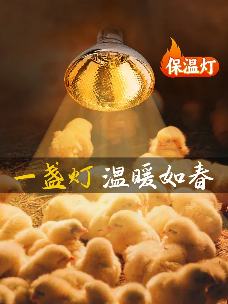 Special insulated lamp for raising chicks in breeding farms for heating