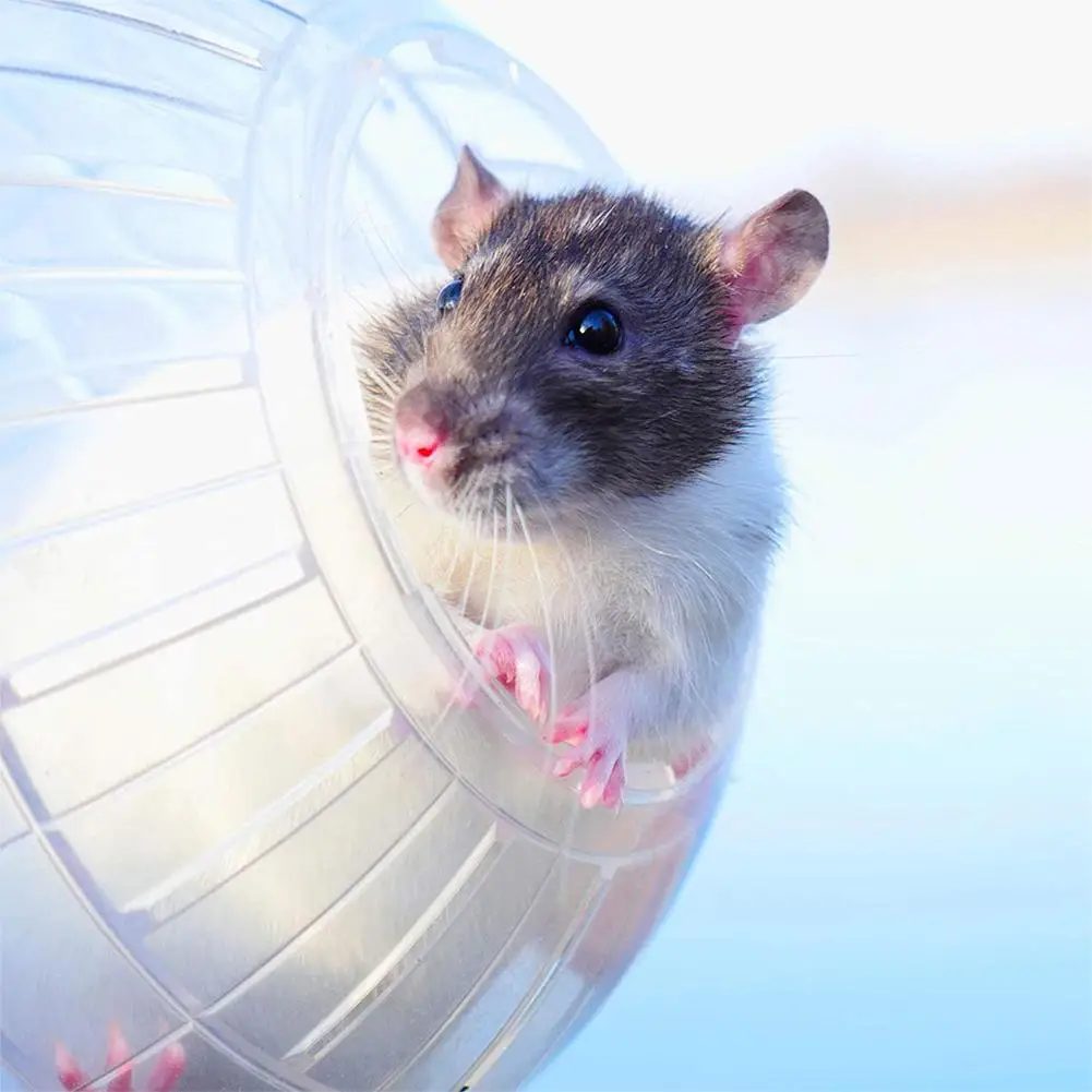 10cm Mini Running BallHamster Golden Bear Sports Fitness Toytransparent Acrylic Pet Relieve Boredom Supplies Wheels For Right