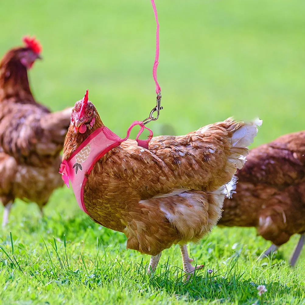 

2Sets Hen Harness Adjustable Durable Rooster Chest Strap Leash Pull Rope Pet Outdoor Walk Hen Leash Adorable Rooster Costume