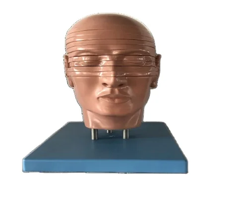 

GD/A30004 General Doctor Head and Neck Section and Brain Model