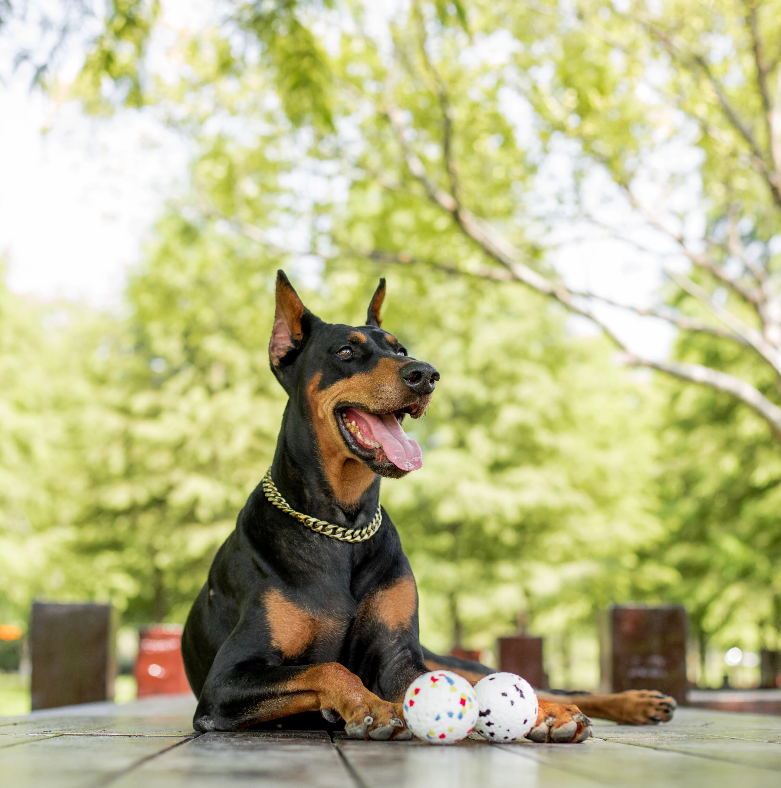 ETPU gryzak dla psa gryzak piłka artykuły dla zwierząt odporne na zużycie ugryzienie zabawki na zewnątrz interaktywna piłka treningowa akcesoria dla zwierząt Dogtoys