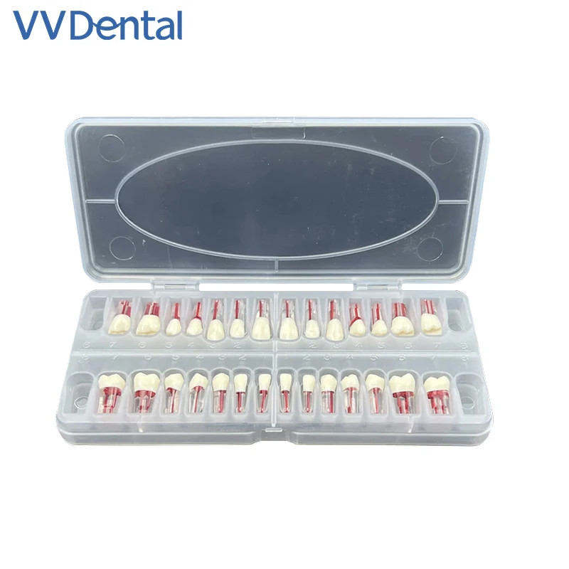 

VVDental 28pcs/set Dental Endodontic Teeth Model Full Mouth Root Canal Block Training Tooth Pulp Cavity Study Model