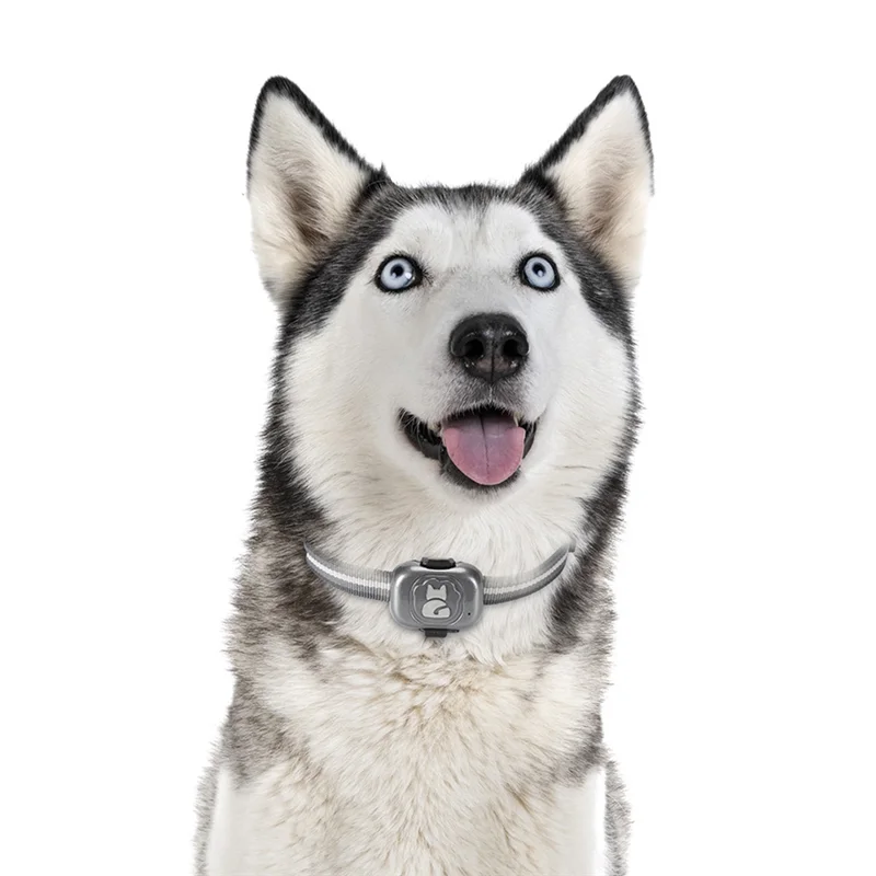 Traqueur GPS 2G pour localisateur de chien, dispositif anti-perte étanche, détecteur d'objets pour téléphone intelligent, petite alarme, antivol pour animaux de compagnie