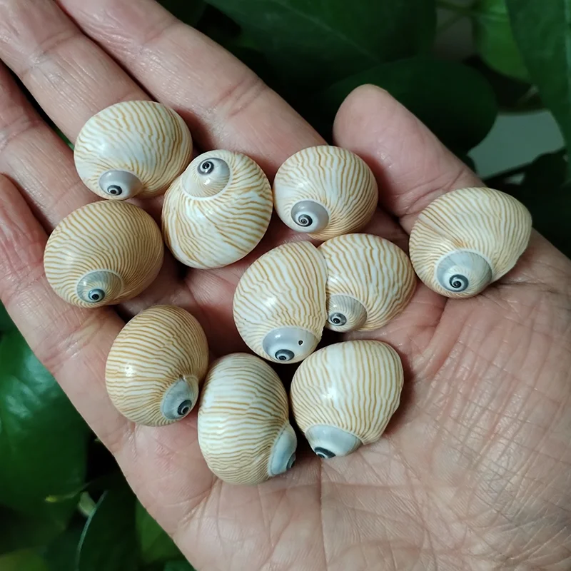 

10 PCS Mini Natica Lineata Seashells Pretty Shell With Streaks Fish Tank Landscaping Ornament Conch Snail Collection Gift