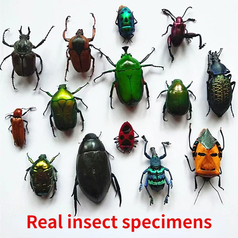 

A1 Real Insect Specimens Multiple Varieties of Wet Insects with Endless Pose Children's Gifts Student Popular Science Teaching