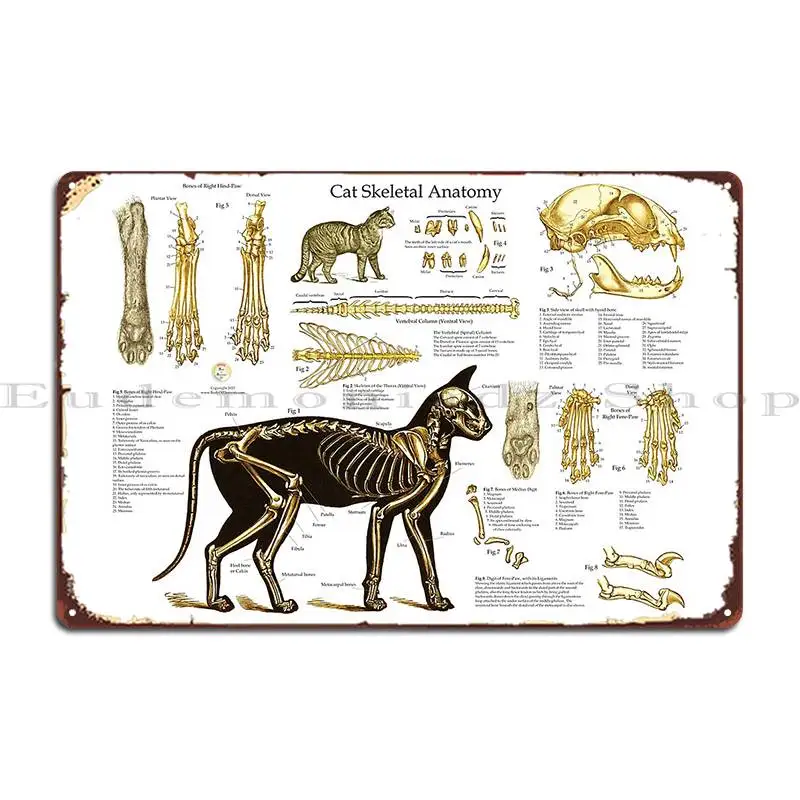 Cat Skeletal Anatomy Veterinary Wall Chart Bodyofelements Metal Plaque Poster Classic Create Club Design Pub Tin Sign Poster