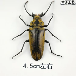 Insect butterfly specimen Real Insect Animal optional spade beetle teaching education photography props protozoa home decor