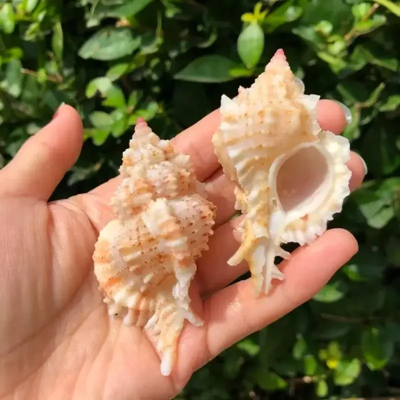 

Pink-headed Snail Natural Conch Shell Snail Specimen Snail Fish Tank Aquarium Landscaping Hermit Crab Replacement Shell