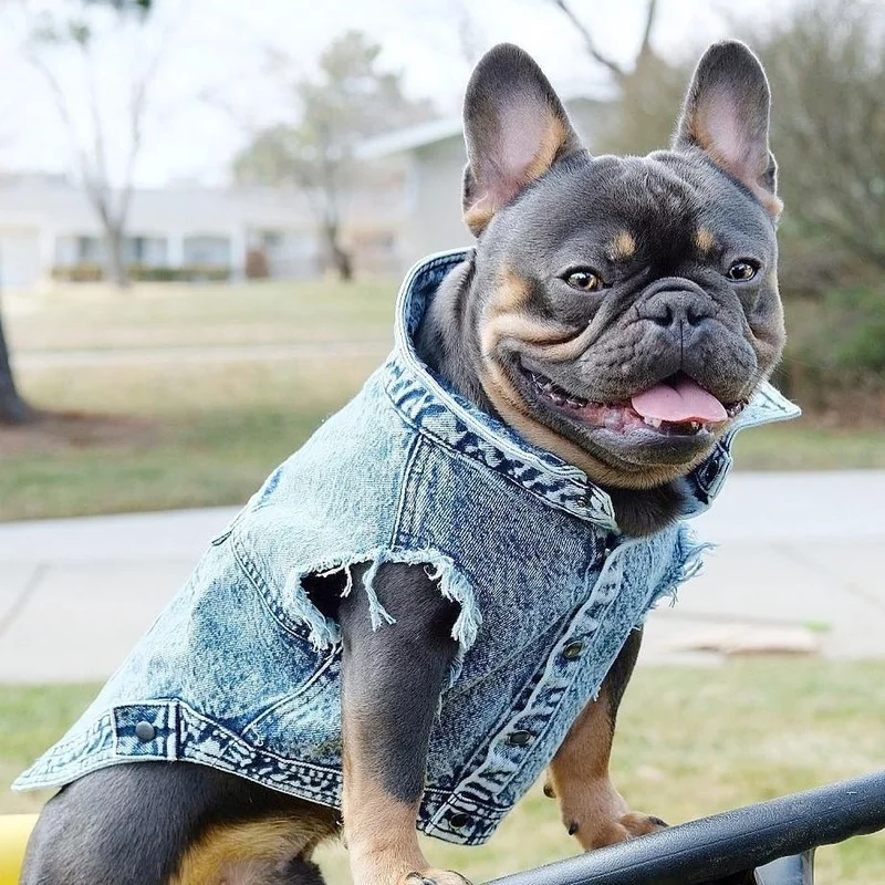 Haustier Hund Jeans Jacke Denim Mäntel Löcher Katzen Welpen Weste Französische Bulldogge Kleine Hundekleidung Frühling/Herbst Bekleidung Mode
