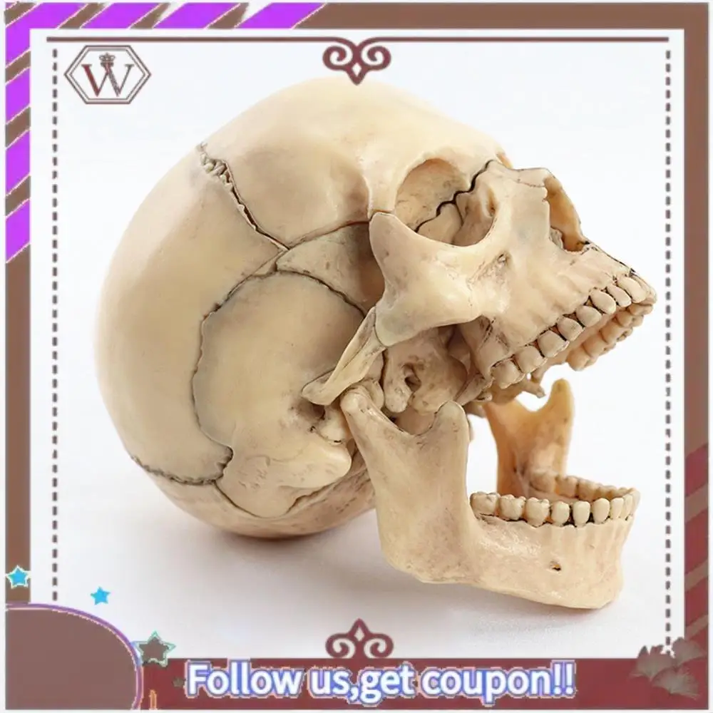 

Latest 1:2 Disassembled Skull Anatomical Model Anatomy Skeleton Skull Model Detachable Teaching Supplies Tool