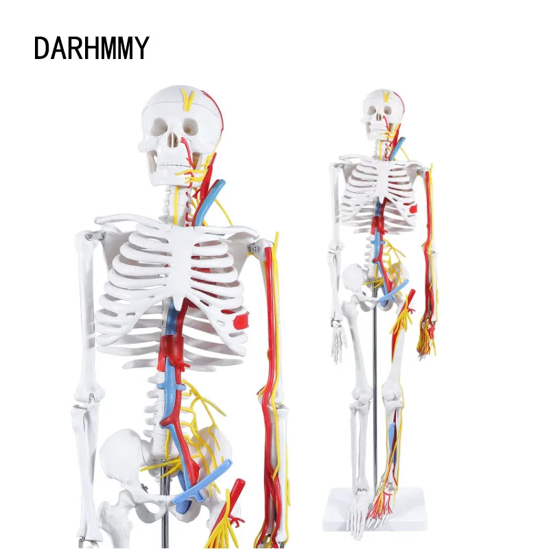 DARHMMY Anatomical Model 1/2 Life Size 85cm Human Skeleton Include Nerve Blood Vessels,Heart Medical Science Teaching Resource