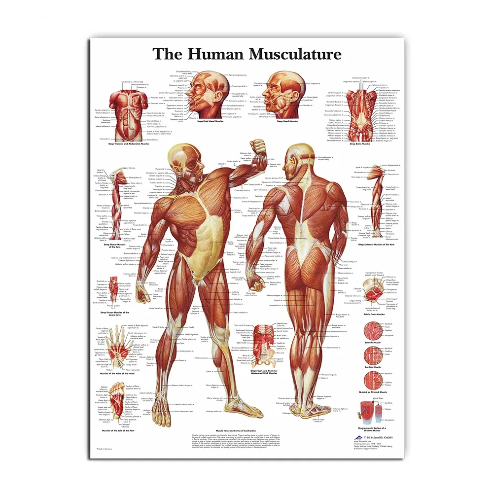 Poster und Drucke des Muskelsystems, Anatomie-Diagramm, menschlicher Körper, Schule, medizinische Wissenschaft, pädagogische Leinwandgemälde, Heimdekoration – Detail 4
