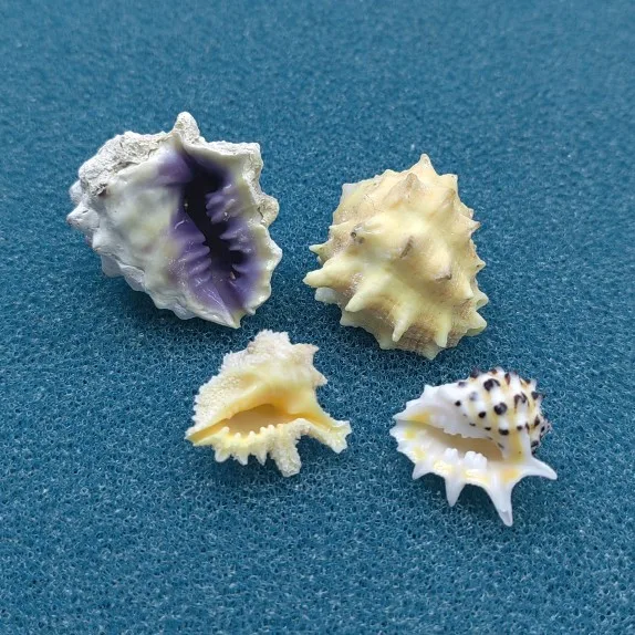 5 Piezas de Conchas Marinas Naturales de Color Morado, Conchas de Drupa Morum, Conchas de Caracoles, Reemplazo de Conchas para Cangrejos Ermitaños, Decoración de Bodas en la Playa, Joyería